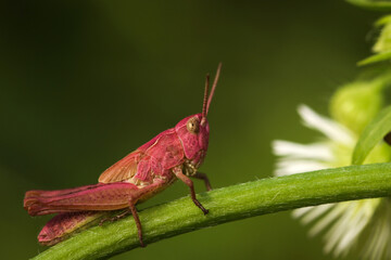 Zelenchuk unpaired (Chrysochraon dispar) of pink color sits horizontally on the stem of a flower on a green background horizontal photo close-up