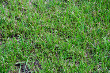 beautiful green grass in the middle of summer on a sunny day in a nature park