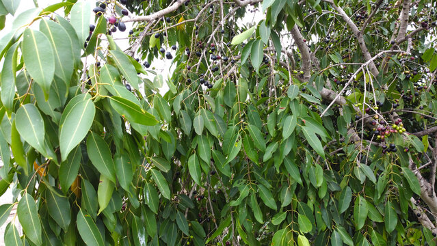 Aerial view of Java Plum Fruits, Indian blackberry, Jamun, Jambul, Jambufalam, Mahaphala, Naavar Pazham, Neredu, Black Apple (Syzygium cumini) on its tree.