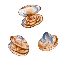 Clams watercolor seafood illustration isolated on white background