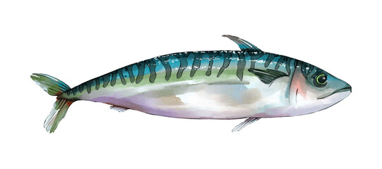 Mackerel watercolor seafood illustration isolated on white background
