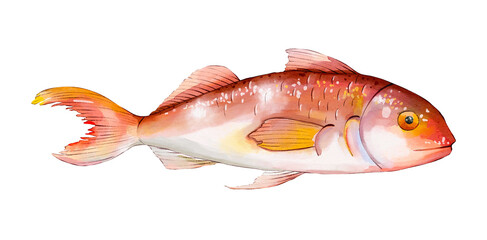 Red snapper fish watercolor seafood illustration isolated on white background - obrazy, fototapety, plakaty