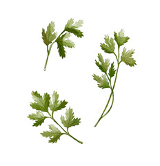 Parsley watercolor illustration isolated on white background