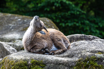 Male mountain ibex or capra ibex on a rock living in the European alps