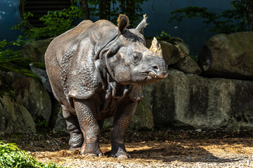 Fototapeta na wymiar The Indian Rhinoceros, Rhinoceros unicornis aka Greater One-horned Rhinoceros
