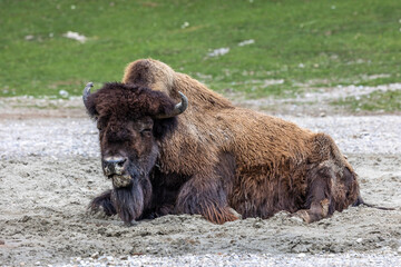 American buffalo known as bison, Bos bison in a german park