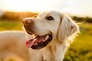 Portrait of a nice golden retriever outside in sunset