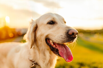 Portrait of a nice golden retriever outside in sunset