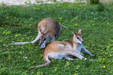 The agile wallaby, Macropus agilis also known as the sandy wallaby