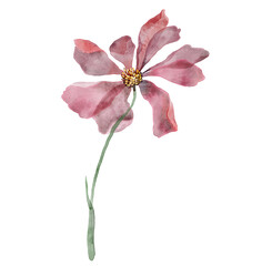 Tropical watercolour flower. Transparent digital watercolour flower