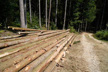 Deforestation of our forests leads to more climate catastrophes plus forest dieback