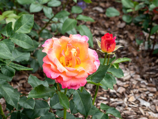 Hybrid tea rose flower and bud, variety Inspiration