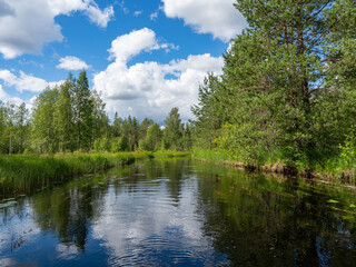 Fototapeta na wymiar A river, a forest in fine weather in summer. Typical landscape in Karelia, northwestern Russia