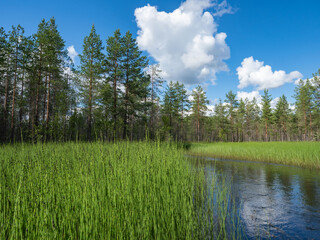 A river, a bank overgrown with horsetail, a forest in fine weather in summer. Typical landscape in Karelia, northwestern Russia