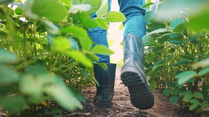 Agriculture. male farmer in rubber boots walks through a soybean plantation. business agriculture...