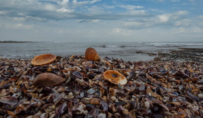 Russia. North-Eastern Caucasus, Dagestan. The deserted shore of the Caspian Sea, strewn with countless shells of different sizes and colors near the city embankment of Derbent.