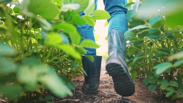Agriculture. male farmer in rubber boots walks through a soybean plantation. business agriculture growing soybeans concept. a farmer feet are lifestyle walking in a soybean field close-up