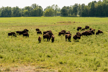 Bison, or Buffalo, Grazing In Pasture