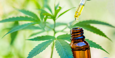 CBD hemp oil products, cannabis flowers and cannabis leaves, medical cannabis concept