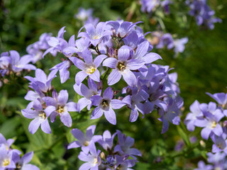 Closeup of purple Campanula glomerata Superba flowers