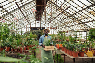 Obraz premium Young African American man wearing apron and hat standing in greenhouse holding box with plants looking at camera