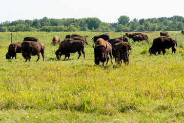 Bison, or Buffalo, Grazing In Pasture