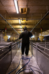 A farm worker in a special waterproof gray suit washes iron pig corrals with a pressure washer in...
