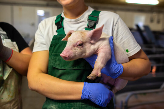Worker holding a pink small pig on a industrial farm