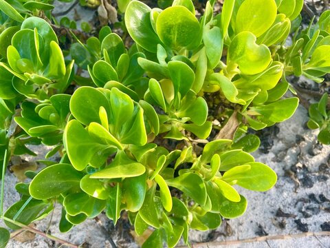 close up of tropical plant