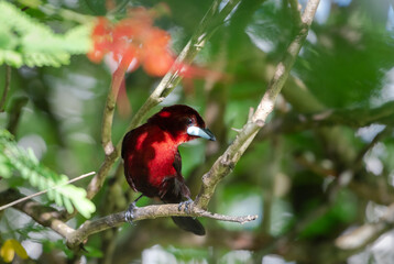 Bright red Silver-beaked Tanager perched in a shady tree in the rainforest.