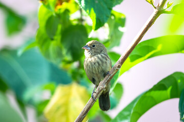 Small female Blue-black Grassquit perched in a garden in Trinidad and Tobago.