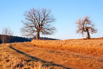 Drzewo przy polnej drodze