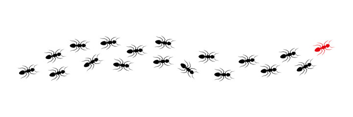 Ant leader trail. Worker ants colony line route teamwork. Vector isolated on white.