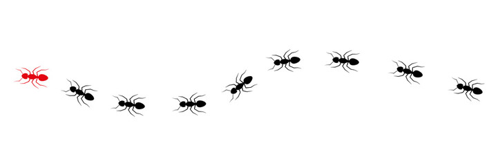 Ant leader trail. Worker ants colony line route teamwork. Vector isolated on white.