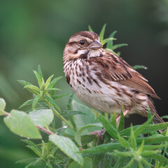 A sparrow on a branch. 