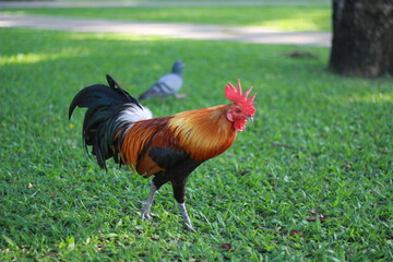 Chicken looking for food in the garden, close up.