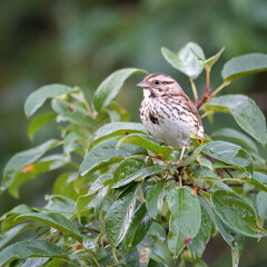 sparrow on a branch
