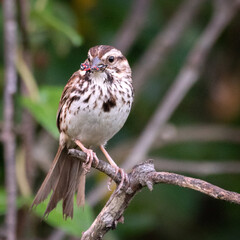 A sparrow on a branch eating a Lantern fly. 