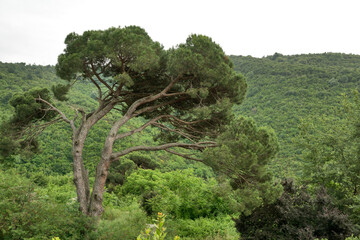 Fototapeta na wymiar Turkey, at the Bosphorus: A pine tree bent by the wind on the Bosporus