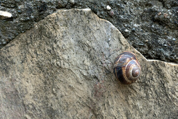 Turkey, at the Bosphorus: snail on the rock