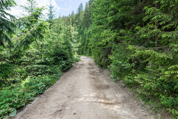 dirt road in the forest in the mountains.