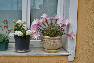 Turkey, at the Bosphorus: Flowering cactus on the windowsill