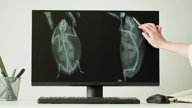 Doctor veterinarian examining hedgehog skeleton roentgen on computer monitor. Woman vet analyzing animal bones x-ray close-up. Healthcare and medicine concept.