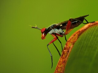 close-up wasp fly on leaf