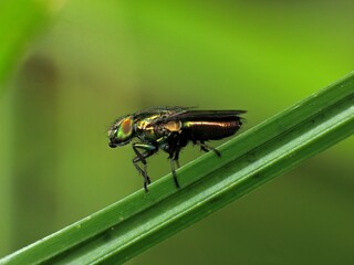 close-up of fly on leaf