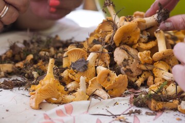 Yellow chanterelles collected in the forest. They lie on the surface of the table. Close-up.