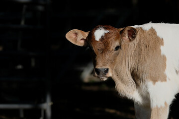 Calf on farm close up looking at camera with copy space on black background.