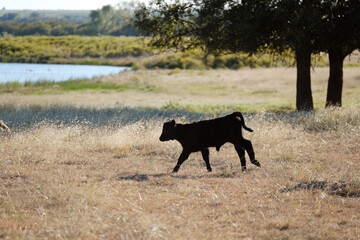 Black beef calf in ranch field of Texas plains with pond water in background.
