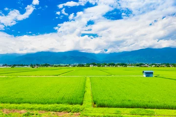 Photo sur Plexiglas Vert-citron 夏の信州　安曇野の田園風景