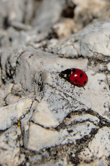 Ladybug on a white rock